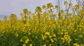Three Gorges Dam Rapeseed Flower in Yichang, China