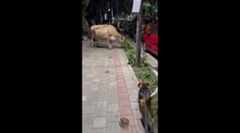 Beagle Meets a Cow