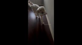 Dog Delivers the Mail
