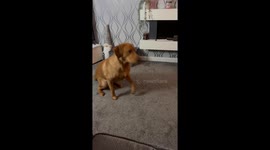 Honest Dog Spits Out Spring Roll