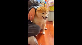 Shiba Inu Expresses Displeasure with Motorcycle-Like Sounds in China