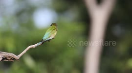 The blue-tailed bee-eater (Merops philippinus) in Bintan island, Indonesia.