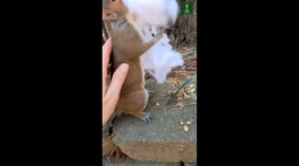Squirrel Is Winter Proofing Her Nest And Getting Ready For The Colder Weather Ahead!