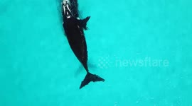 Whale calf protects mother from approaching surfer in intense encounter captured by drone