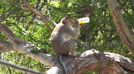 A Monkey snatched the cold drink bottle from a devotee and Drinks beverage in south india