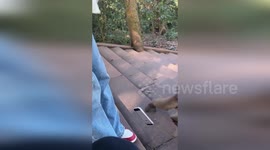Macaque snatches iPhone 15 Pro from woman's hand... then returns it for sweets