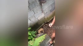 Dog stuck in narrow space between wall and mud rescued