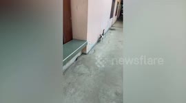 Mischievous pet cat returns home with stolen fried fish
