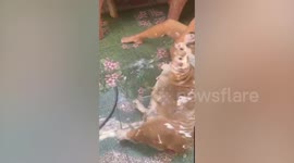 Chubby pet dog's body lathered with soap during bath