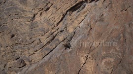 Rare footage captures snow leopard successfully hunting ibex on sheer cliff face