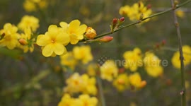Winter Jasmine Flowers Bloom in Enshi, China