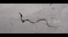 Big King cobra snake crossing village road, dangerous king cobra snake on road