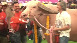 Albino buffalo stud sells for £400,000 at auction in Thailand
