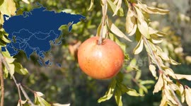 Surprising Health Benefits Of Pomegranates |Amazing Health Benefits Of Pomegranates