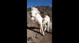 Toddler uses ladder to climb pony's back in China
