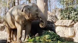Zoo prepares fruits for their elephants on National Thai Elephant Day