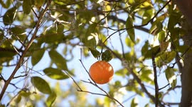 Low-Carb Fruits |Fruits Low In Carbohydrates For A Low-Carb Diet |Best Low-Carb Fruits