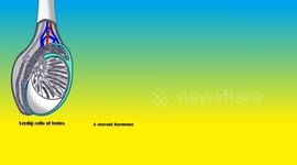 Testosterone Hormone - Basic Physiology, Functions, And Signs & Symptoms Of Low Testosterone