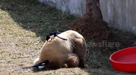 Magpies 'pluck' golden fur from world's only captive brown panda in China
