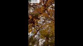The cherry trees in autumn, their leaves turning golden, and the chilly wind begins to arrive.