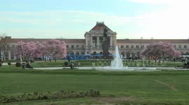 Magnolia trees bloom in Zagreb