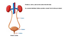 Foley Catheter - Structure & Parts, Indications, Procedure, Suprapubic Catheterization, Risks
