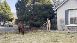 Senior citizen tries rustling wild horse with a holiday wreath