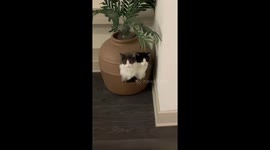 Twin Cats Bond Doing Business