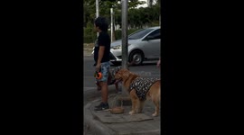 Pet Golden Retriever carries basket in its mouth across road