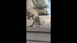 Hiker finds monkey in toilet enjoying a snack