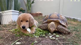 Golden Retriever eats lunch with giant tortoise