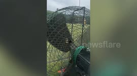 Butterfly stuck in fan at golf course rescued