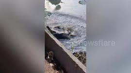 Turtle stuck on its back rescued by passerby