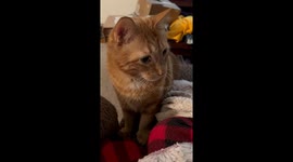 Cat Gags At Cinnamon Roll
