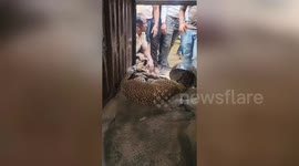 Brave officials pull metal container off leopard's head in east India