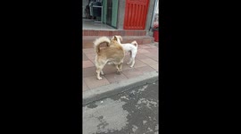 Pushy Pup Dons Fake Eyebrows