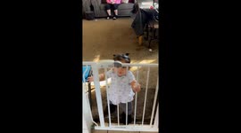 Tiny triumph: Smart little explorer beats the safety gate