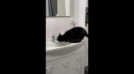 Beautiful black cat loves to drink fresh water from the bathroom sink