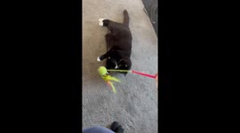 14 year old cat acts like a kitten when the toys come out