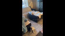 Bull Terrier Lets Belly Hang