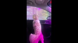 Shih Tzu goes through the car wash for the first time and is very curious what’s going on