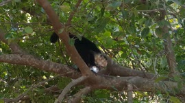 Monkey in a tree playing with and trying to drink from a can