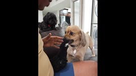 Man Can't Have Dog's Toy