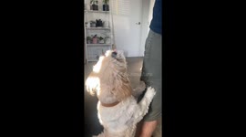 Cute Shih Tzu eats a long piece of spaghetti