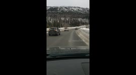 Alaska Police Try to Move Moose off Interstate