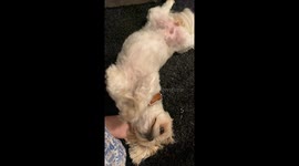 Cute shih Tzu waves her paws to get some love