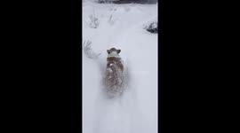 Sassy Corgi Doesn't Want to Play in the Snow