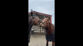 Horses Share Toothy Kiss