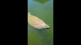 Farting Manatee Becomes A Manatoot