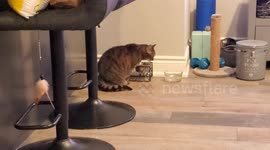 By just looking at my cat she came to me, the bond between us is strong.